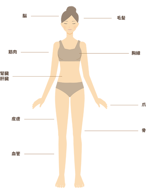 人体　説明イラスト